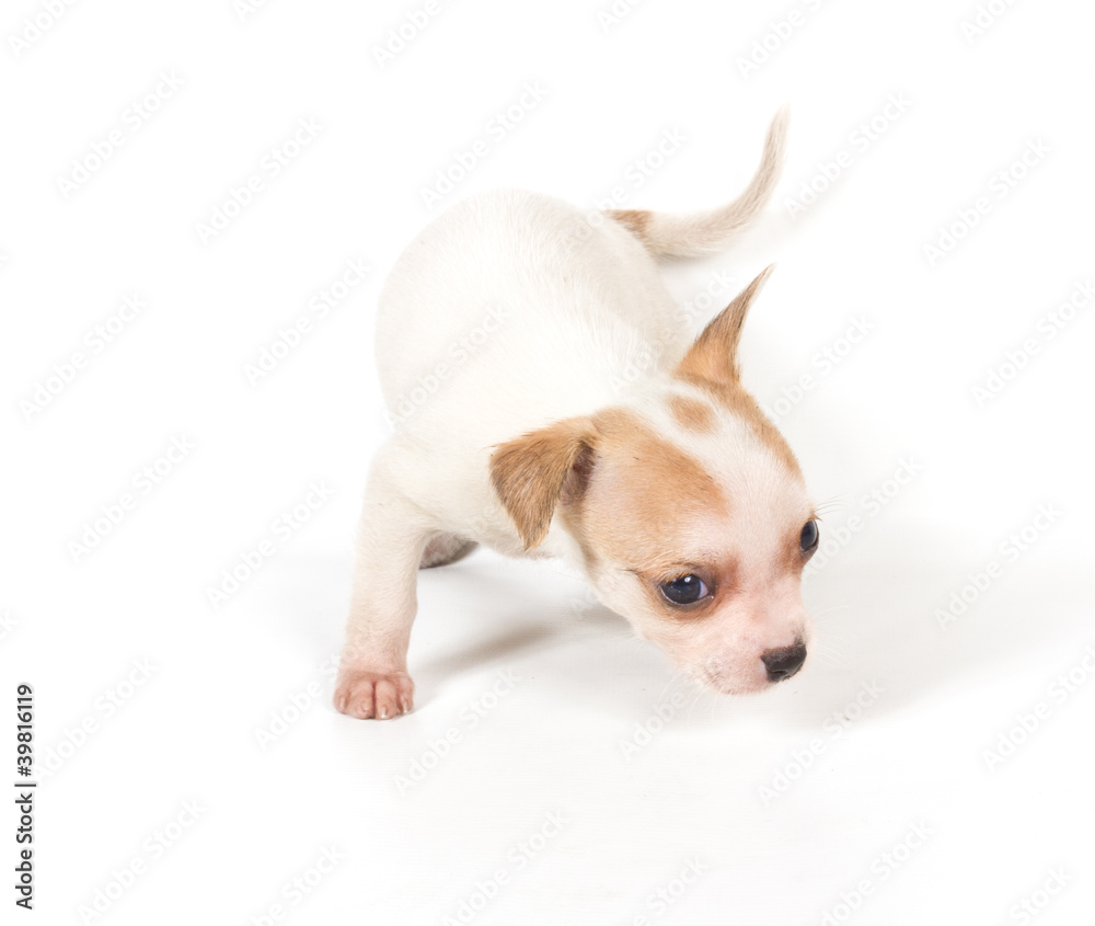 chihuahua puppy