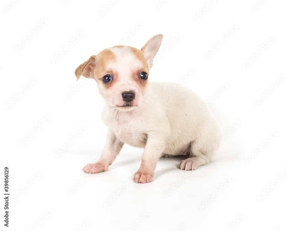 chihuahua puppy