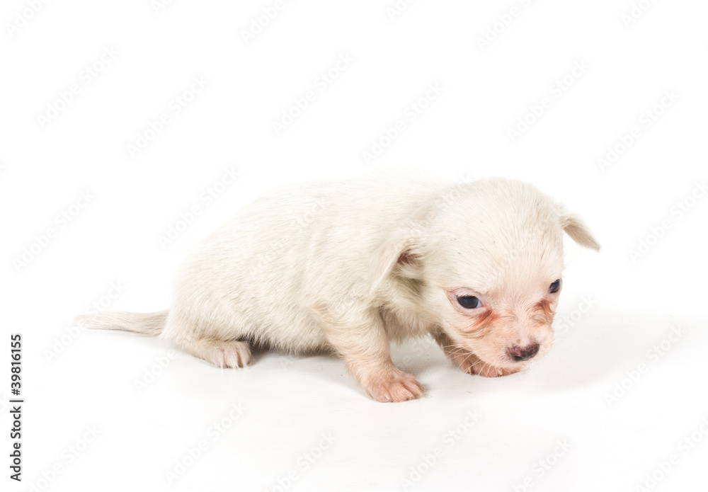 chihuahua puppy chihuahua puppy