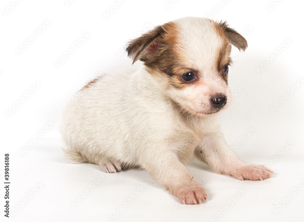chihuahua puppy chihuahua puppy