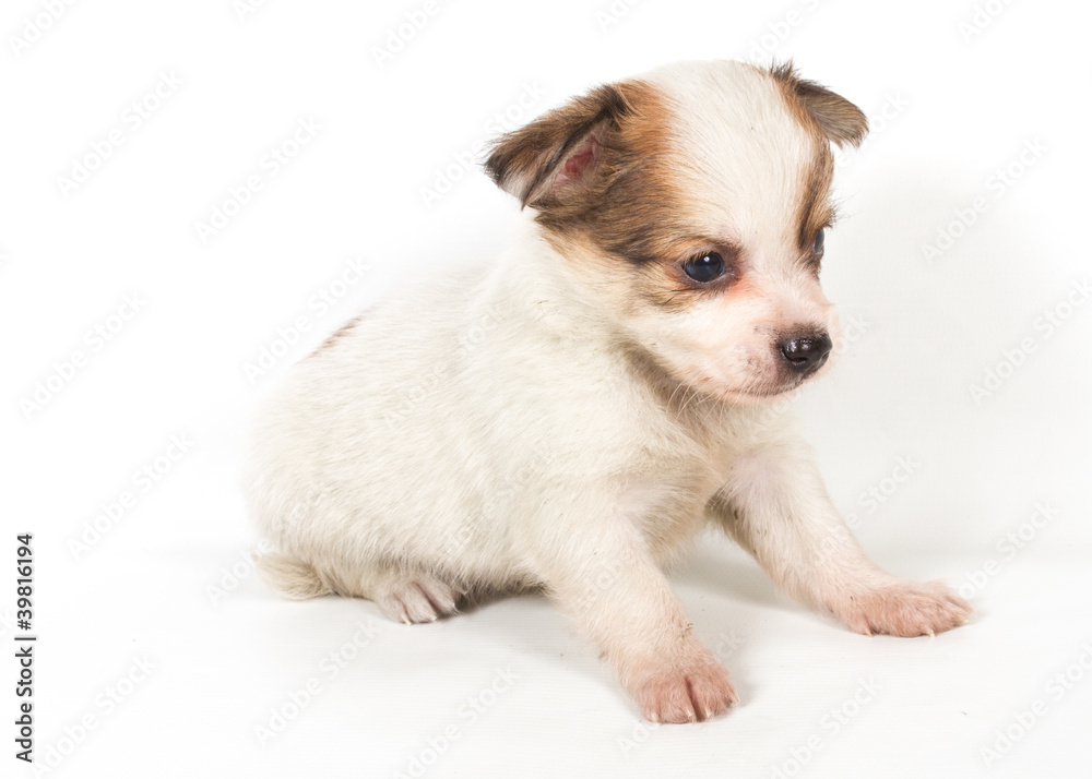 Chihuahua puppy