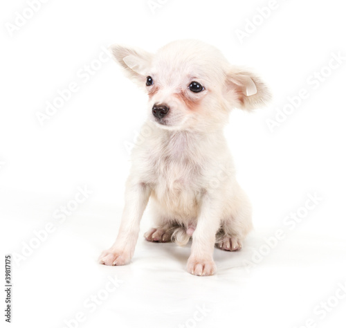 Funny puppy Chihuahua poses on a white background © Andrei Starostin