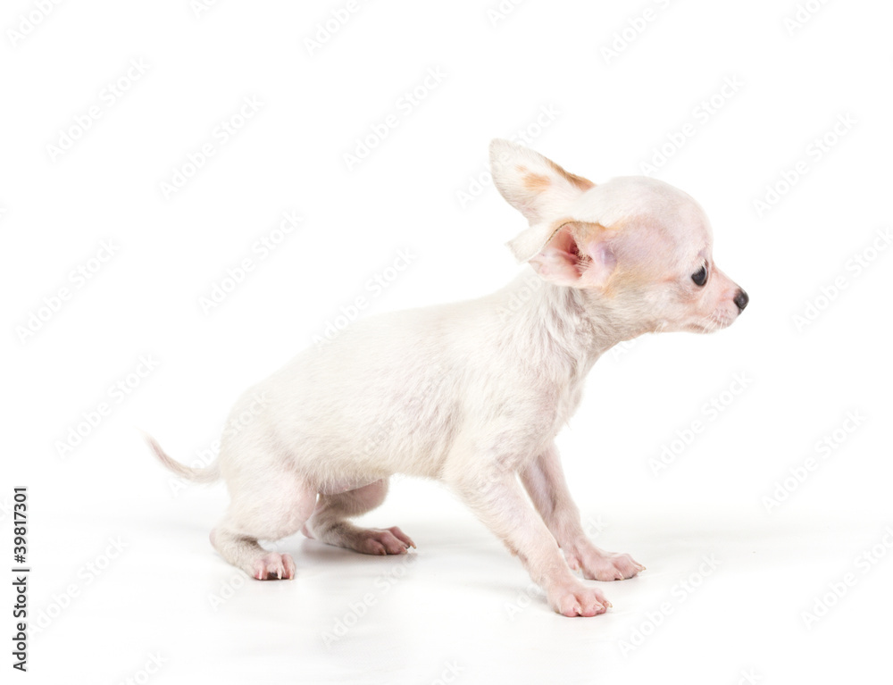 Funny puppy Chihuahua poses on a white background