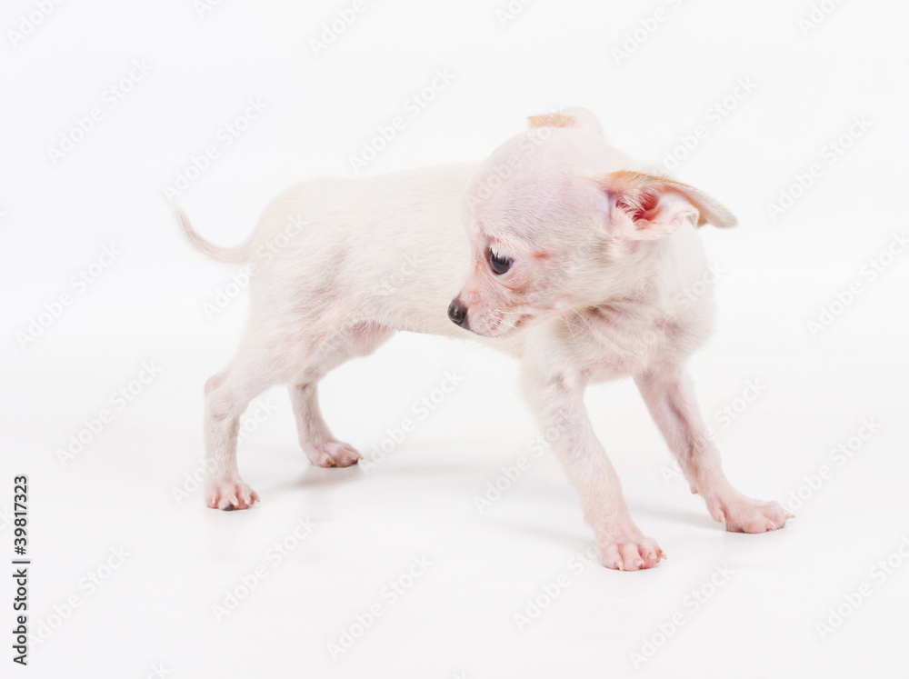 Funny puppy Chihuahua poses on a white background Funny puppy Chihuahua poses on a white background