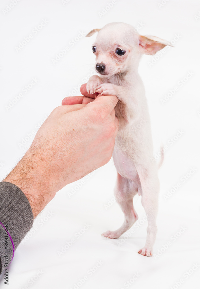 Funny puppy Chihuahua poses on a white background