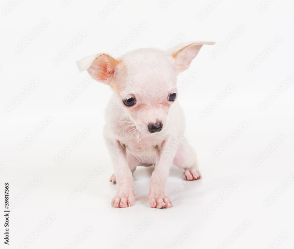 Funny puppy Chihuahua poses on a white background