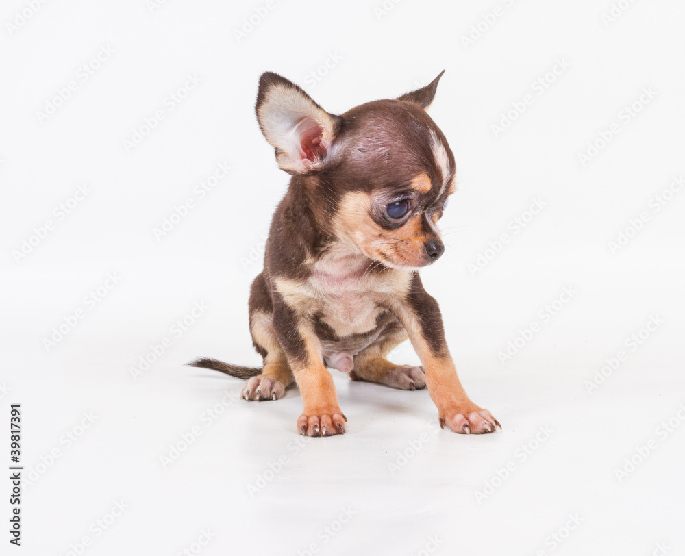 Funny puppy Chihuahua poses on a white background