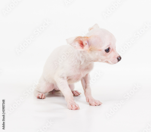Funny puppy Chihuahua poses on a white background © Andrei Starostin