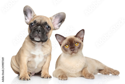 Dog and cat on a white background