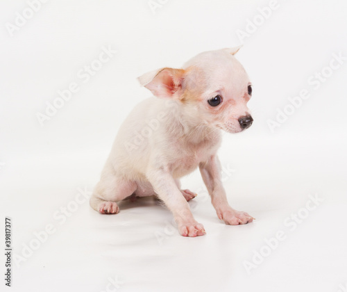 Funny puppy Chihuahua poses on a white background