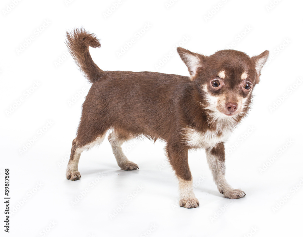 Funny puppy Chihuahua poses on a white background Funny puppy Chihuahua poses on a white background