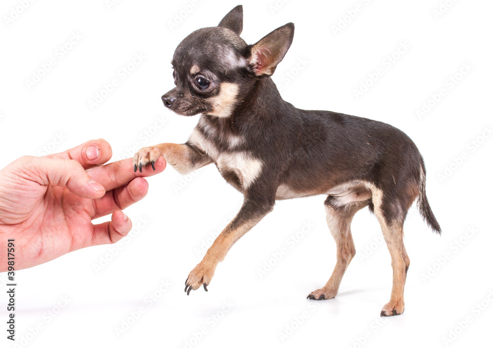 Funny puppy Chihuahua poses on a white background Funny puppy Chihuahua poses on a white background