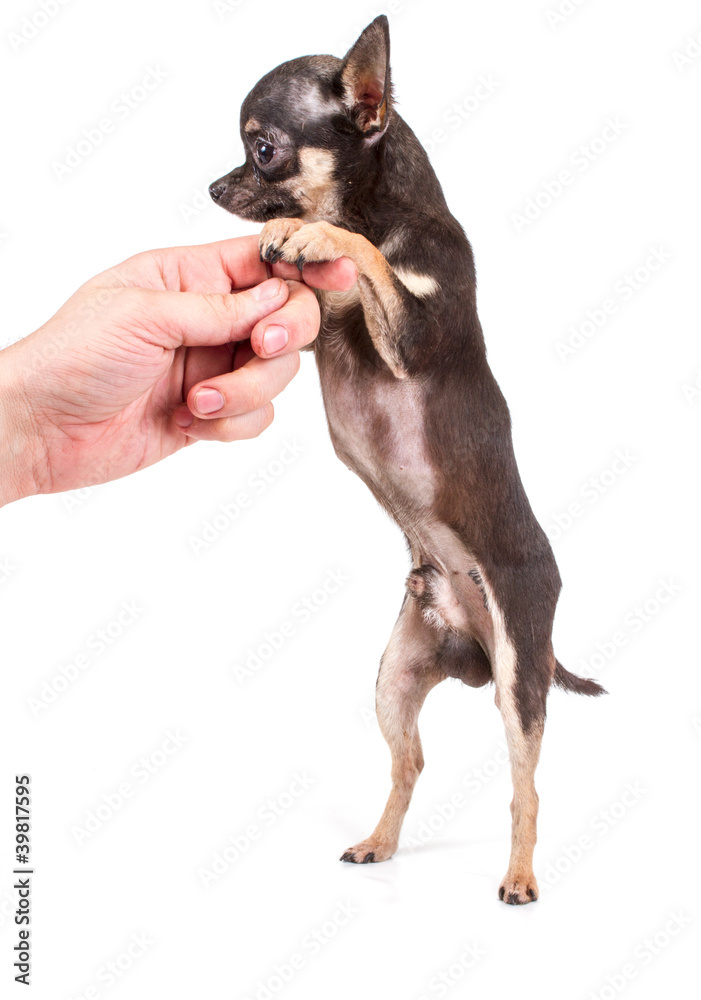 Funny puppy Chihuahua poses on a white background Funny puppy Chihuahua poses on a white background