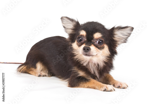 Fototapeta Naklejka Na Ścianę i Meble -  Funny puppy Chihuahua poses on a white background