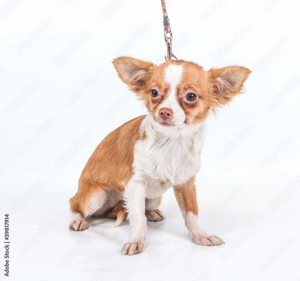 Funny puppy Chihuahua poses on a white background Funny puppy Chihuahua poses on a white background