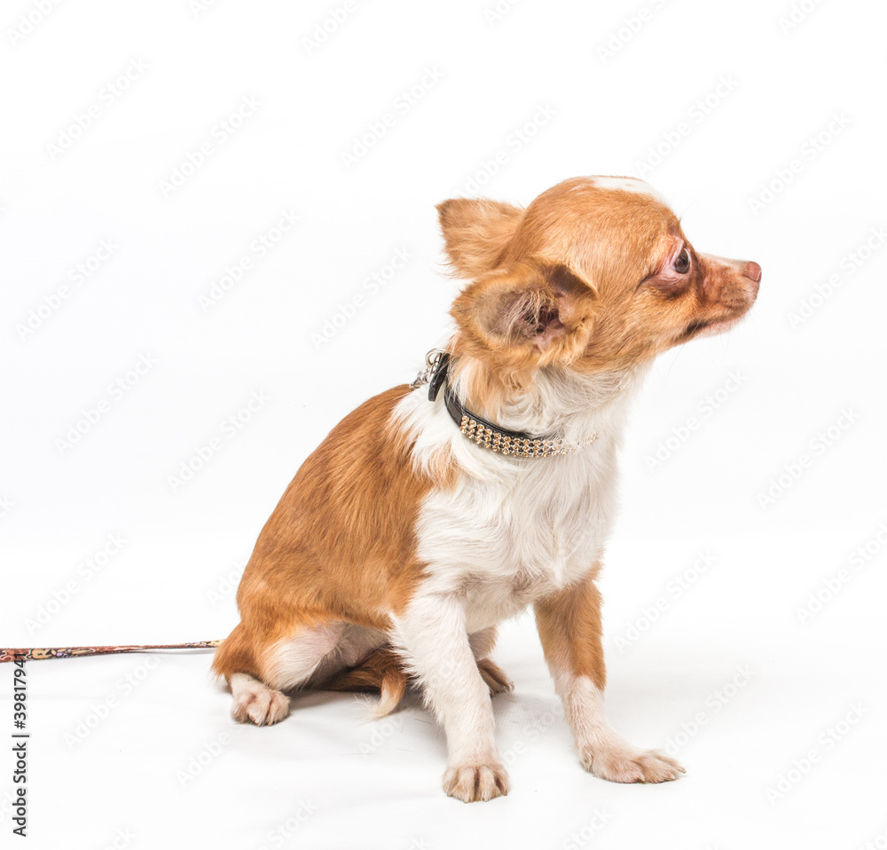 Obraz premium Funny puppy Chihuahua poses on a white background