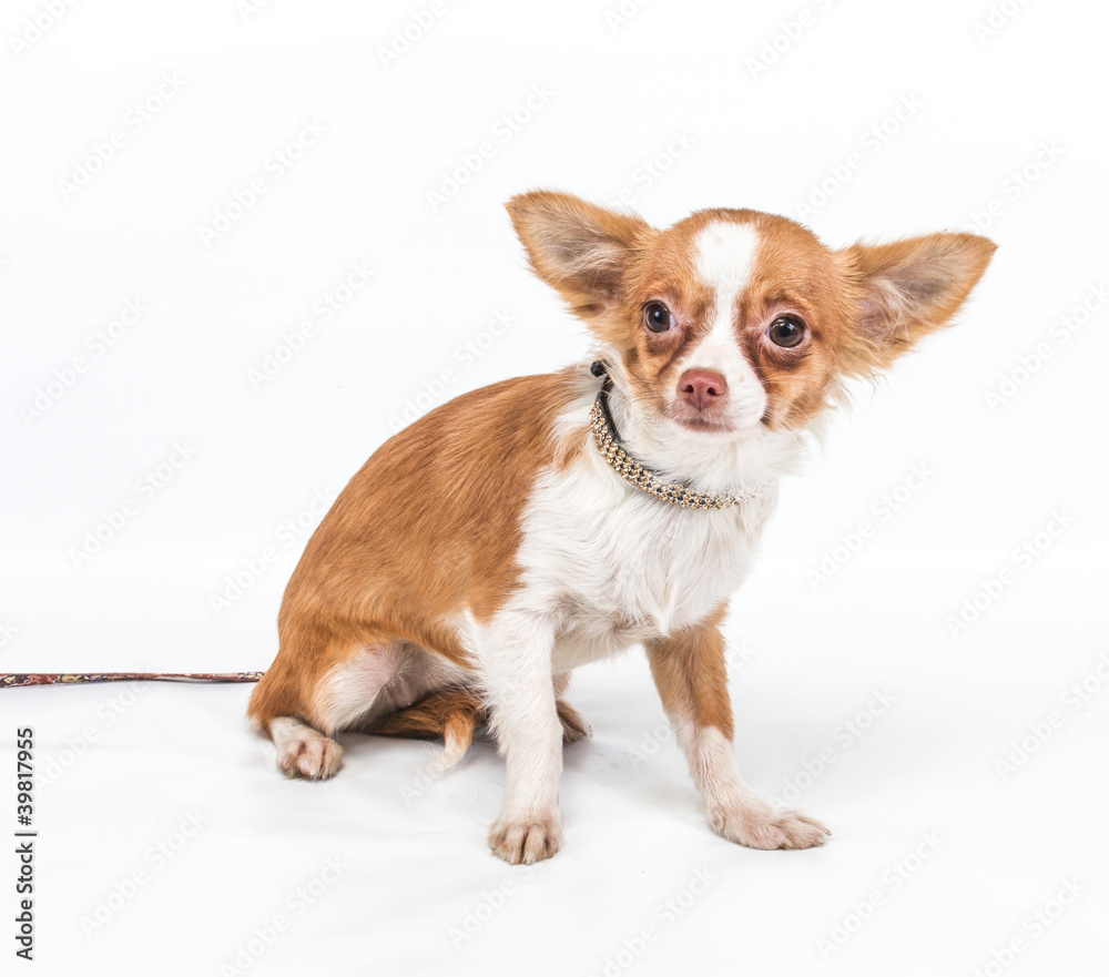 Funny puppy Chihuahua poses on a white background Funny puppy Chihuahua poses on a white background