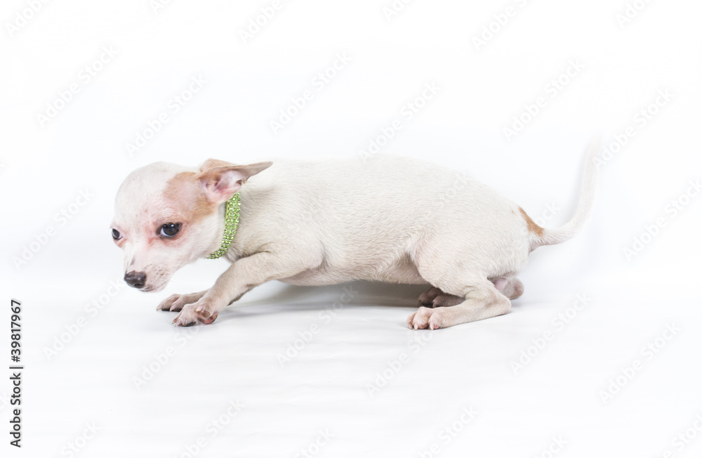 Funny puppy Chihuahua poses on a white background Funny puppy Chihuahua poses on a white background