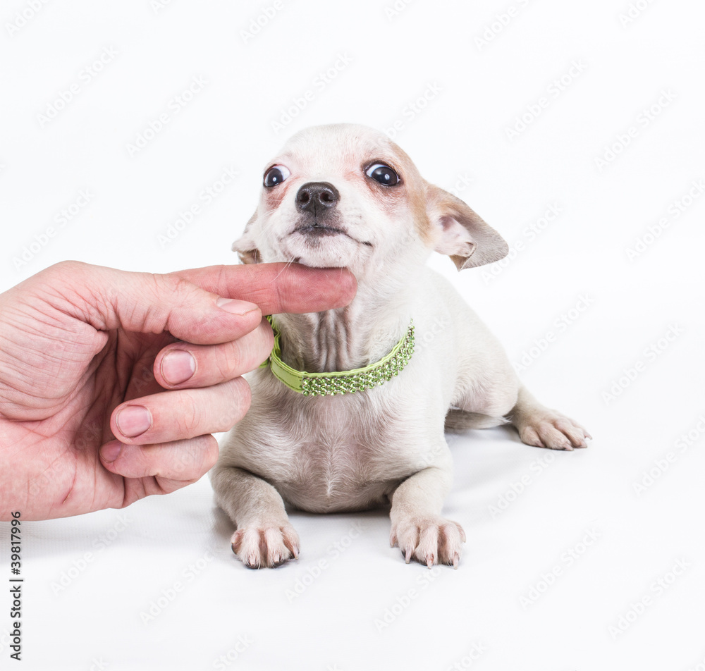 Funny puppy Chihuahua poses on a white background Funny puppy Chihuahua poses on a white background