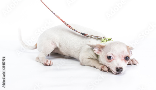 Funny puppy Chihuahua poses on a white background © Andrei Starostin