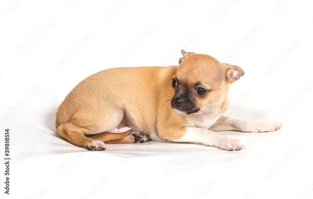 Chihuahua puppy on white background Chihuahua puppy on white background