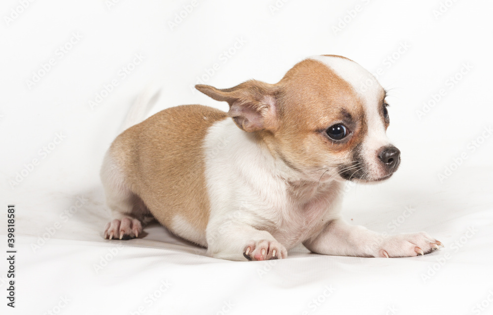 Chihuahua puppy on white background