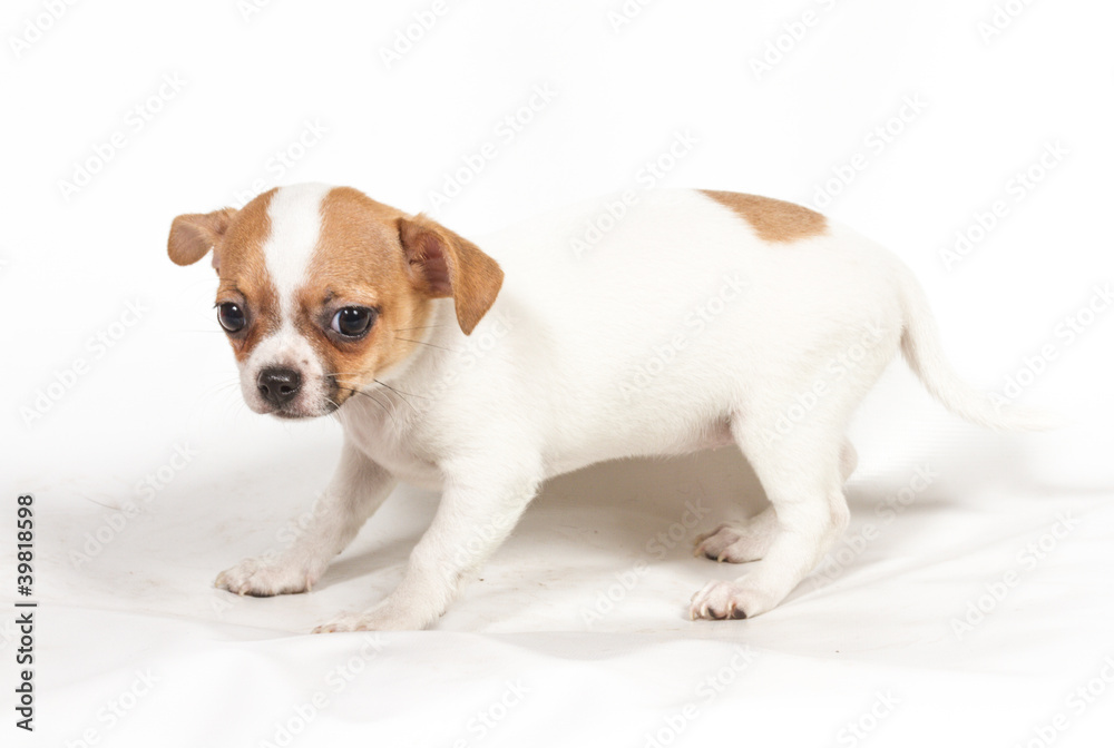 Chihuahua puppy on white background Chihuahua puppy on white background