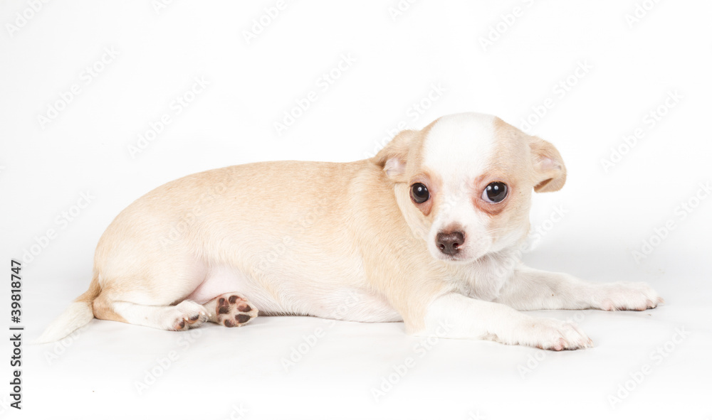Chihuahua puppy on white background