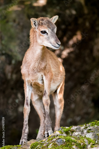 young sika deer fawn