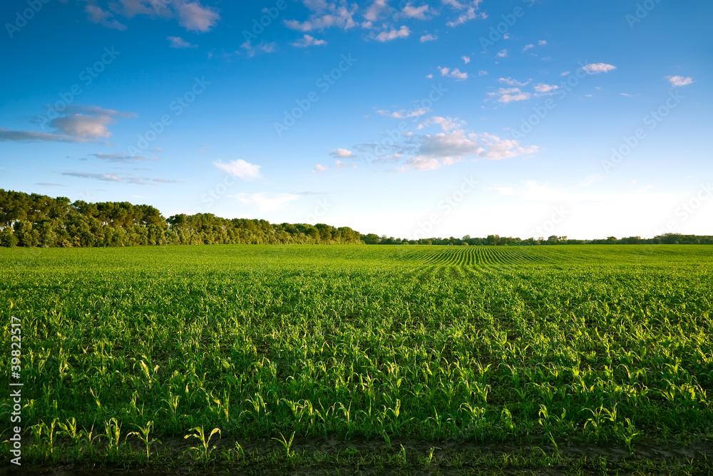 Green field with young corn at sunset