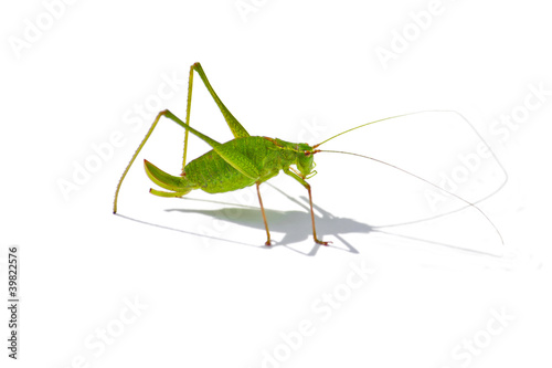 Foto Grashüpfer Grille Grasshopper