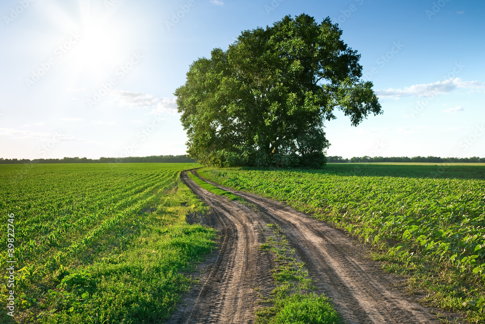 Country road through green fields and rows of trees in spring Country road through green fields and rows of trees in spring