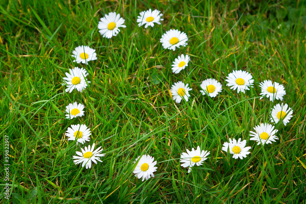 Heart shape made from daisy flowers Heart shape made from daisy flowers