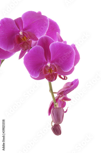 Branch of violet orchid