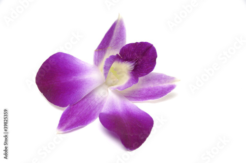 Isolated orchid flower
