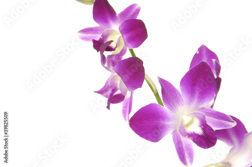 Fototapeta Naklejka Na Ścianę i Meble -  Beautiful orchid on white