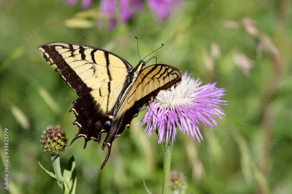Tiger Swallowtail (papilio glaucas) Butterfly Tiger Swallowtail (papilio glaucas) Butterfly