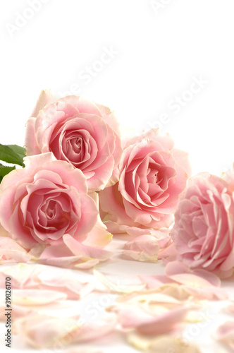 Pile of pink rose blossoms with petals