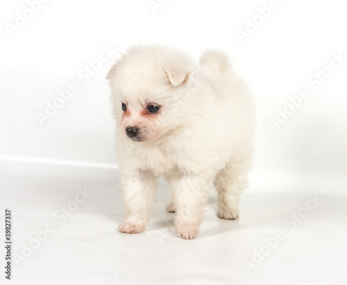 Pomeranian dog isolated on a white background