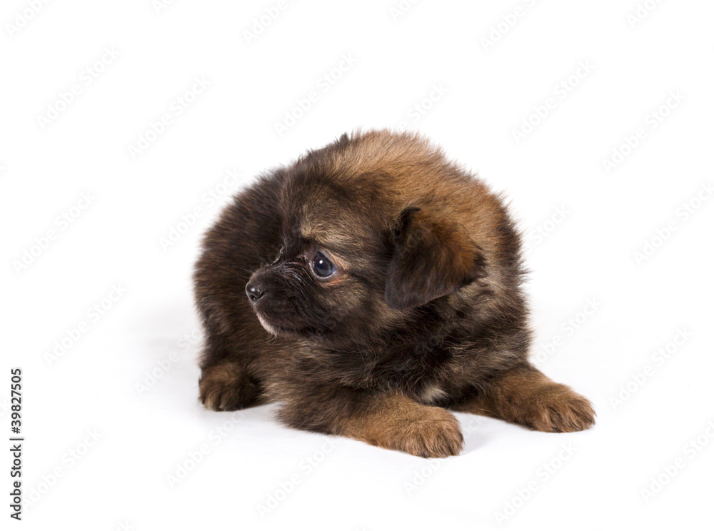 chihuahua puppy in front of a white background chihuahua puppy in front of a white background