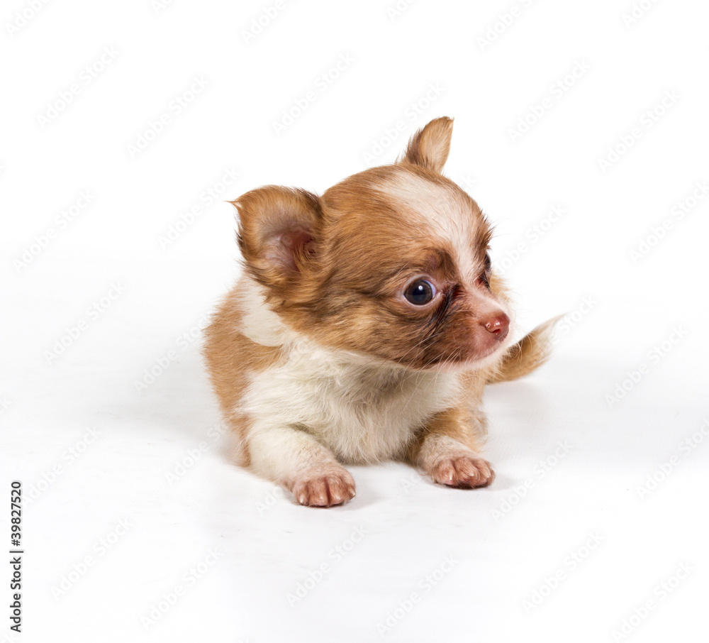 Fototapeta premium chihuahua puppy in front of a white background