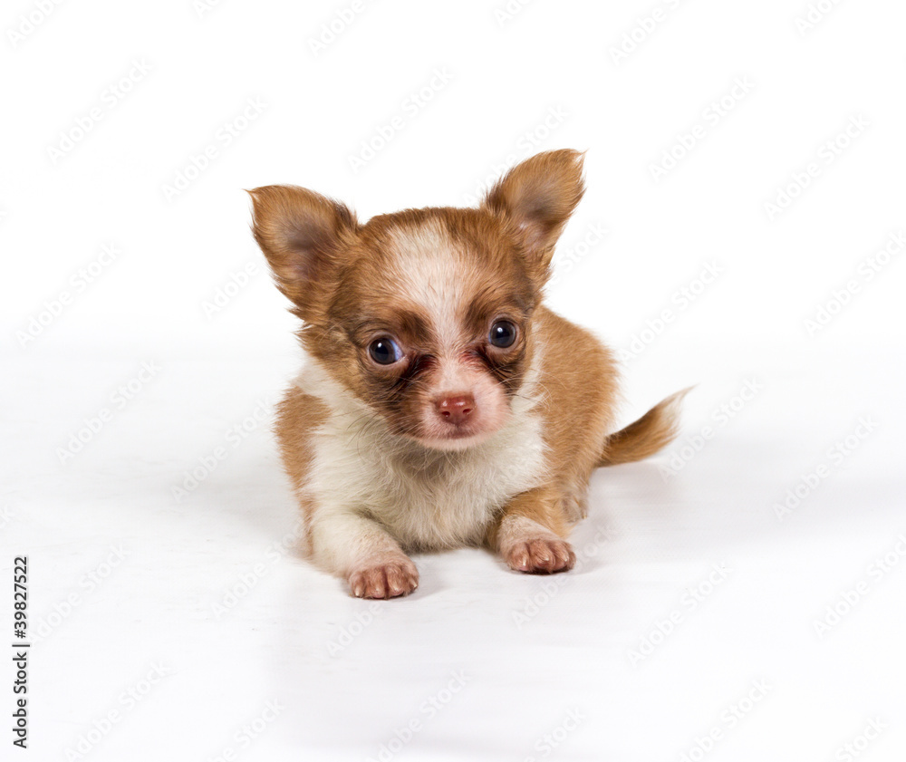 chihuahua puppy in front of a white background chihuahua puppy in front of a white background