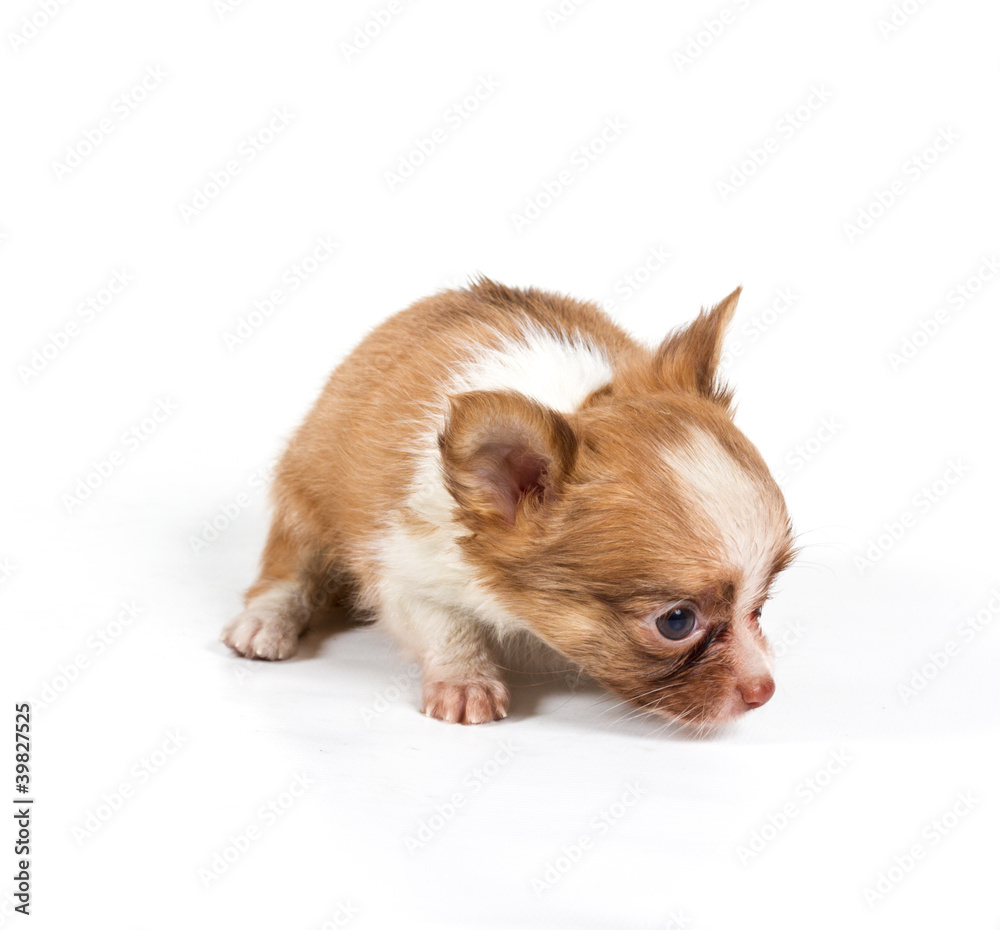 chihuahua puppy in front of a white background chihuahua puppy in front of a white background