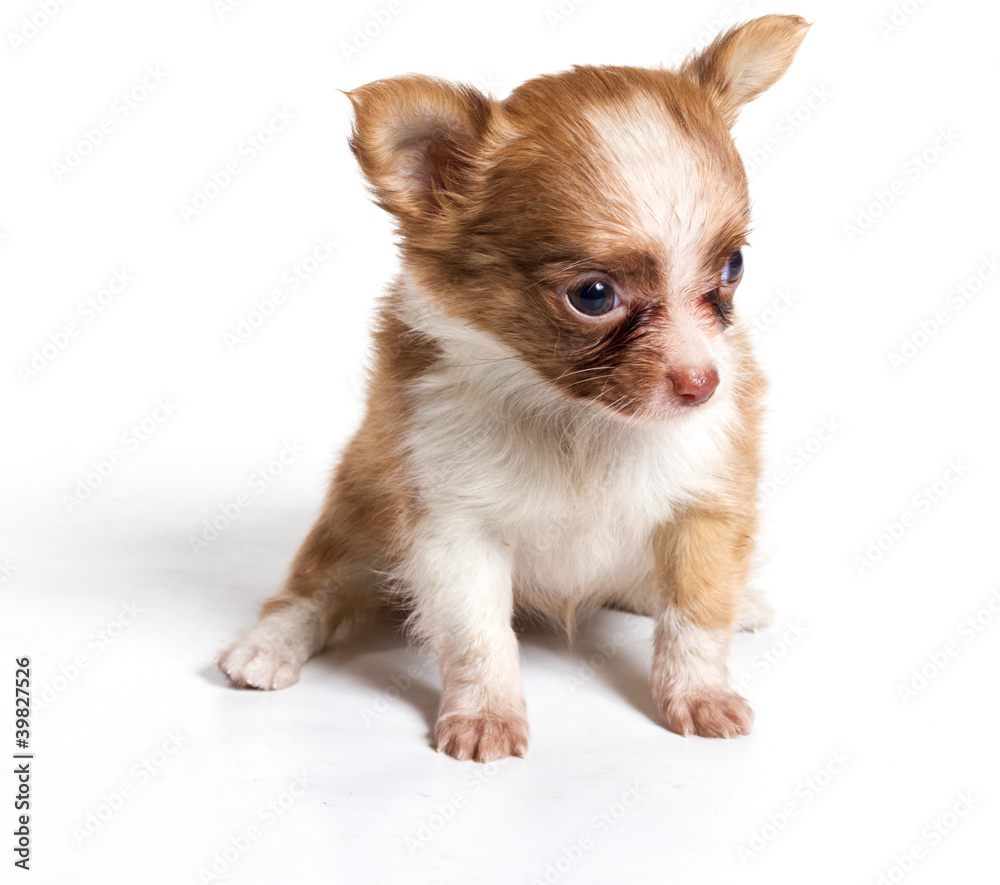 chihuahua puppy in front of a white background chihuahua puppy in front of a white background