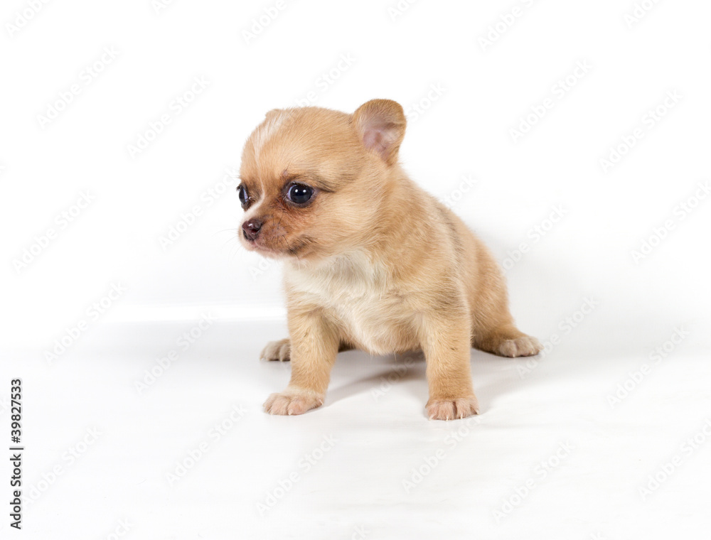 chihuahua puppy in front of a white background