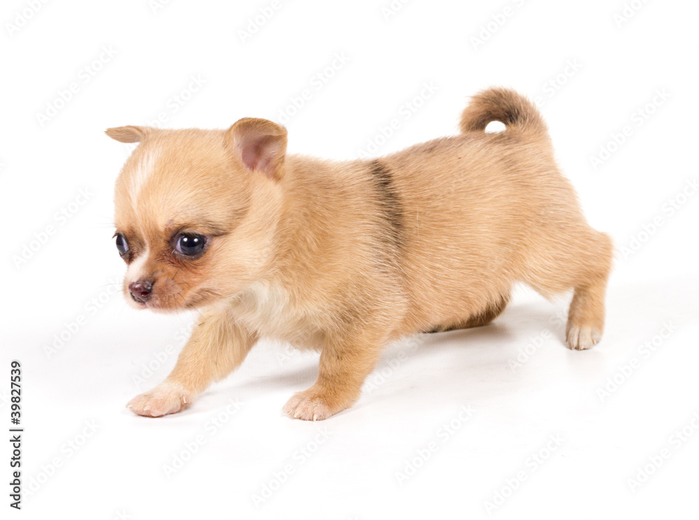 chihuahua puppy in front of a white background