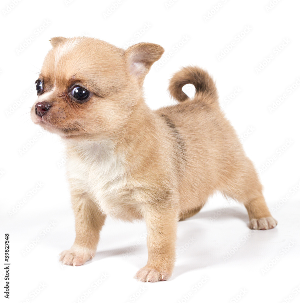 Obraz premium chihuahua puppy in front of a white background