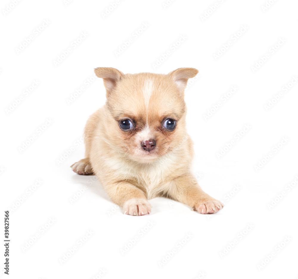 chihuahua puppy in front of a white background