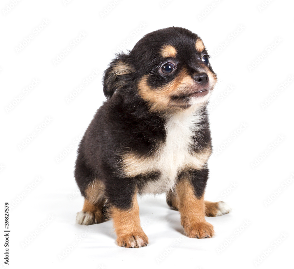 chihuahua puppy in front of a white background chihuahua puppy in front of a white background