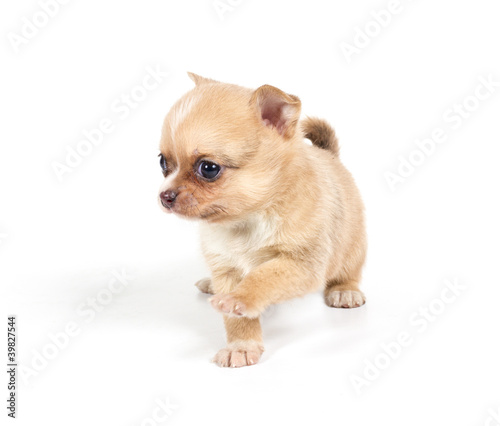 chihuahua puppy in front of a white background © Andrei Starostin